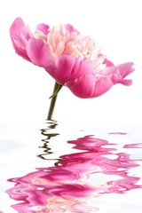 Фотообои Розовый пион над водой