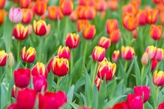 Фотообои Поле красно-желтых тюльпанов