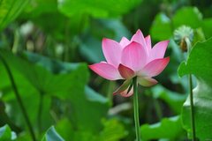 Фотообои Розовый цветок лотоса
