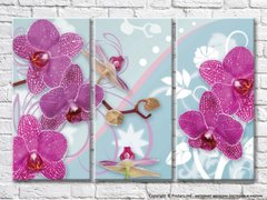 Фиолетовая орхидея и бутоны на голубом фоне