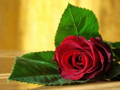 Фотообои Красная роза на столе