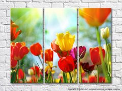 Разноцветные тюльпаны в лучах солнца