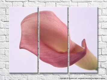 Floare mare de calla violet