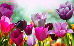 Фотообои Разноцветные тюльпаны в поле