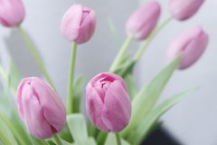 Фотообои Букет нежных тюльпанов