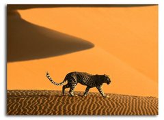 Леопард в пустыне, Африка