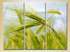 Триптих Колосья пшеницы