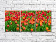Цветочное поле с красными тюльпанами