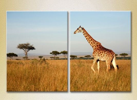 Диптих Жираф. Кения. Африка.