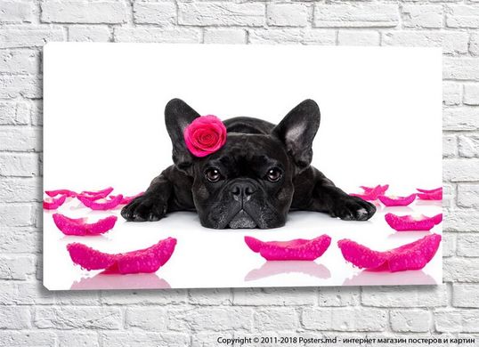 Bulldog francez negru în trandafiri amuzanți