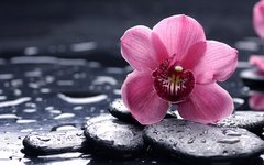 Фотообои Розовая орхидея на черных камнях