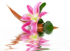 Фотообои Розовая лилия в воде