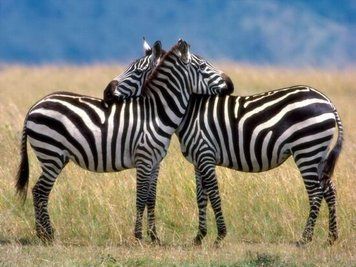 Africa_01