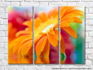 Floare mare de gerbera portocalie deasupra apei