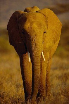Africa_13