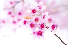 Фотообои Цветущая сакура