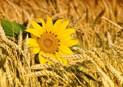 Fototapet Floarea soarelui pe fundal de grâu