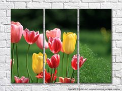 Разноцветные тюльпаны на цветочной клумбе