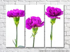 Triptic de garoafe violete
