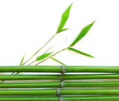 Fototapet Tulpini de bambus pe orizontală