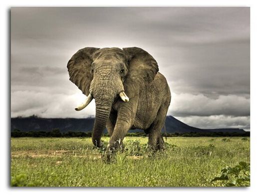 elefant african