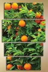Полиптих,-апельсиновое-дерево