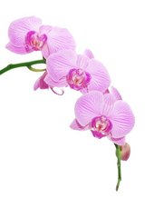 Fototapet Orhidee roz pe fundal alb