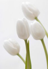 Фотообои Четыре белых тюльпана