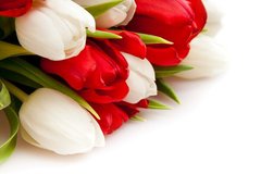 Фотообои Букет из белых и красных тюльпанов