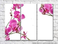 Crengute fragile de orhidee cu flori si muguri