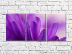 Triptic din petale violet