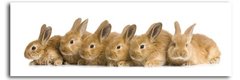 Шесть рыжих кроликов