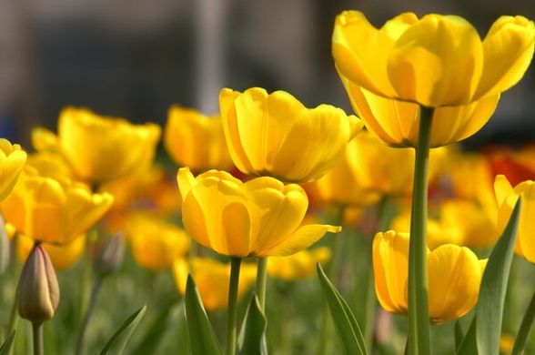 Фотообои Поле желтых распустившихся тюльпанов