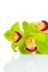 Фотообои Цветы зеленой орхидеи