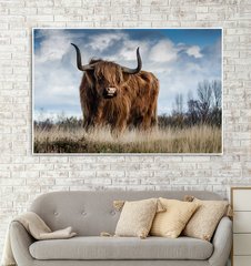 Крупный бык шотландской породы Хайлэнд
