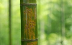 Fototapet Tulpina de bambus pe fond verde