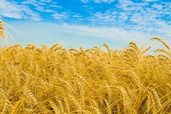 Фотообои Поле пшеницы на фоне неба