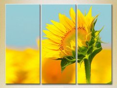 Triptic Floarea soarelui