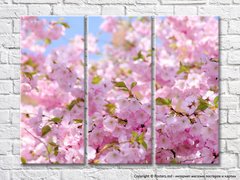 Sakura infloreste in gradina