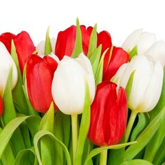 Фотообои Белые и красные тюльпаны