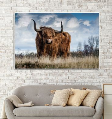 Taur mare de Highland scoțian
