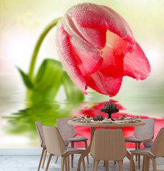 Цветок тюльпана и его отражение в воде