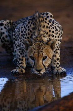 Africa_34