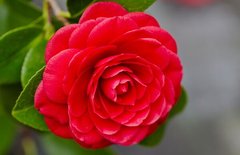 Fototapet Camellia roșie