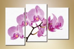 Триптих Орхидеи 2