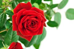 Фотообои Бутон красной розы на белом фоне