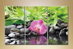 Триптих Орхидеи 17