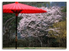 Floare de Sakura