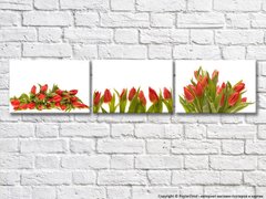 Триптих из красных тюльпанов