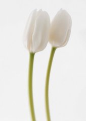 Фотообои Два белых тюльпана